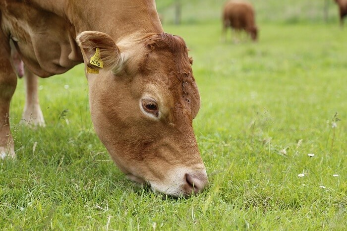 Alimentation des animaux et fromage
