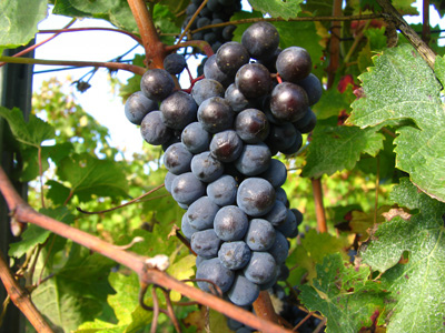 LE CABERNET FRANC