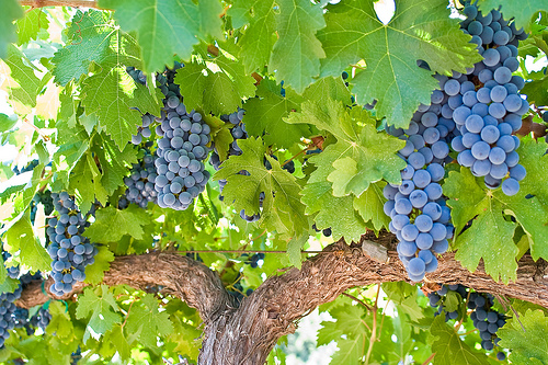 LE CABERNET SAUVIGNON