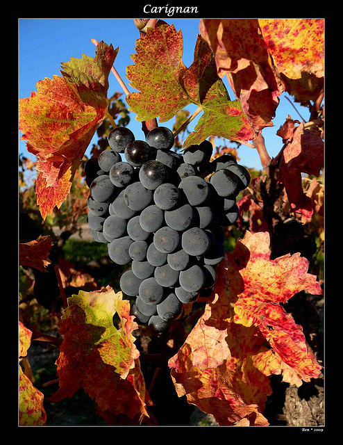 Carignan