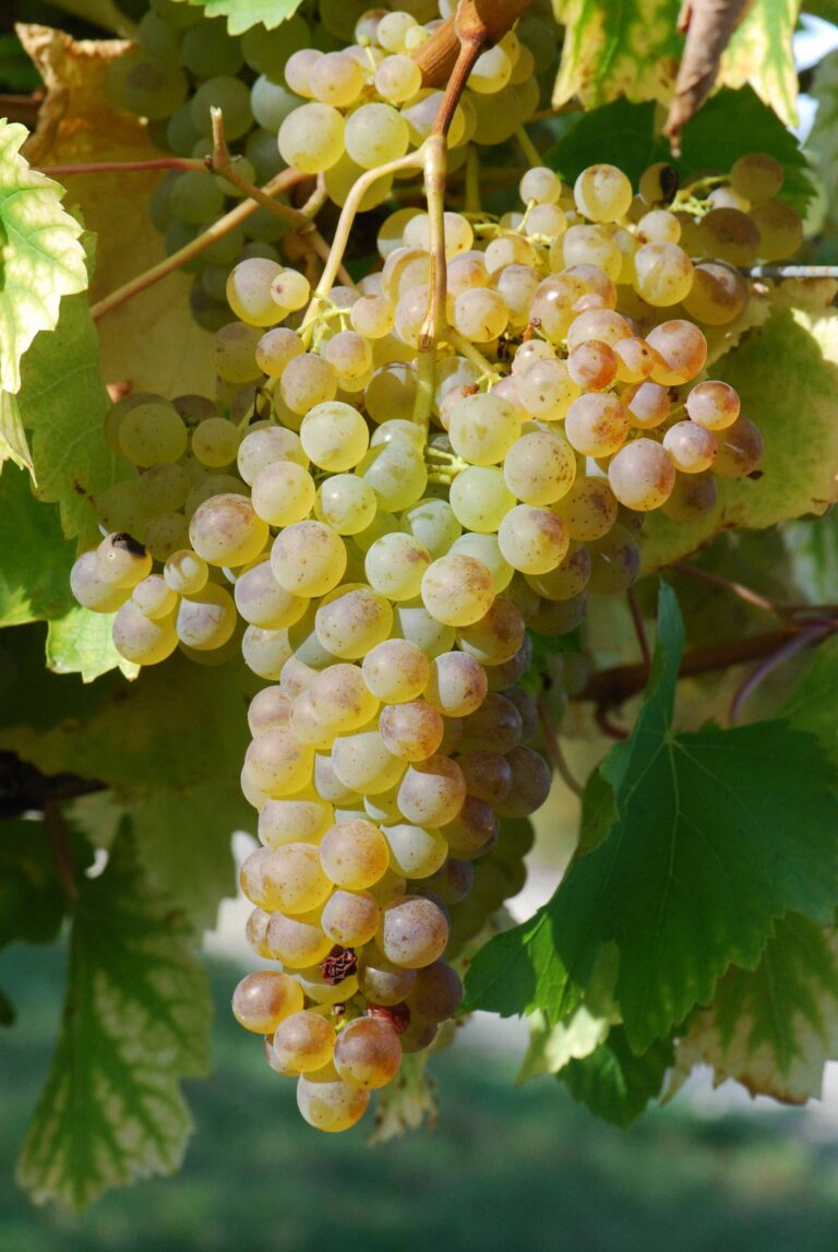 Raisin Colombard