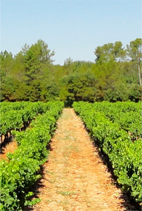Interview de M. LAFONT, vigneron du Domaine des Pomples
