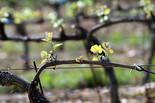 La Foire aux Vins du Printemps !