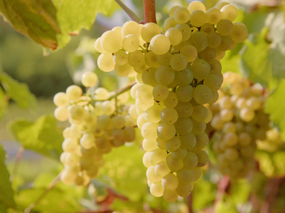Le Chardonnay : cépage blanc des grands vins de Côte d'Or