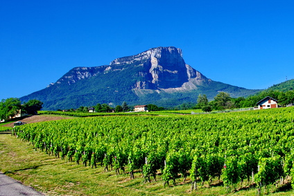 vignoble de Savoie