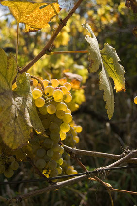 Le Chenin
