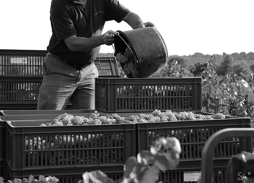 Les étapes de la Production du Vin