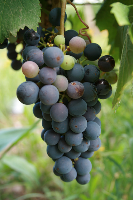 MALBEC