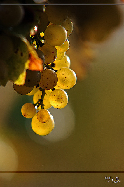 Sauvignon Blanc