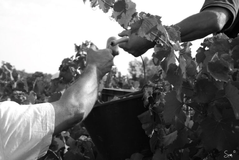 Vendanges