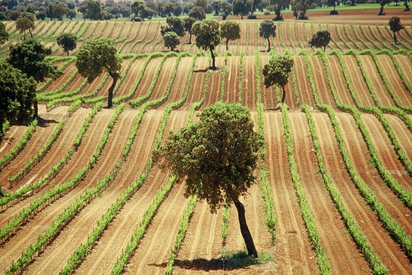 Vignoble espagnol Bodegas Fontana