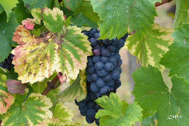 Gamay