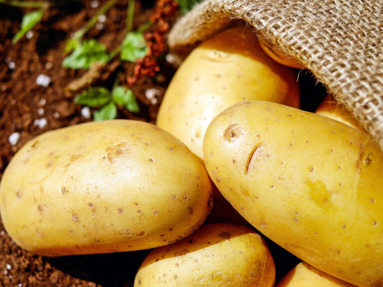 Quelles pommes de terre pour accompagner une raclette ?