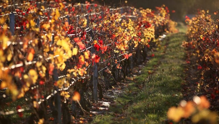 Interview Jérôme SORIANO, Vigneron du Château de Joliet